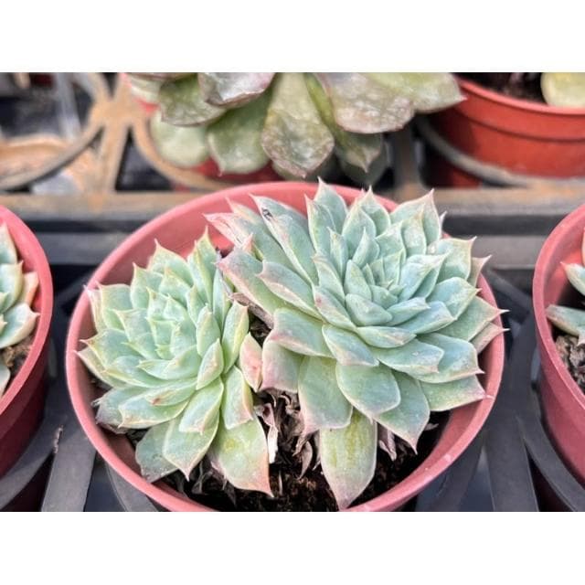三吋盆 財路 多肉植物 現貨