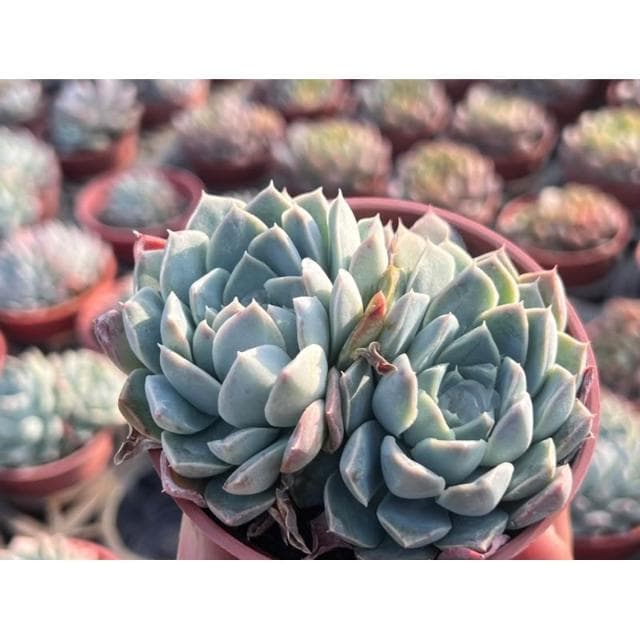 三吋盆 財路 多肉植物 現貨