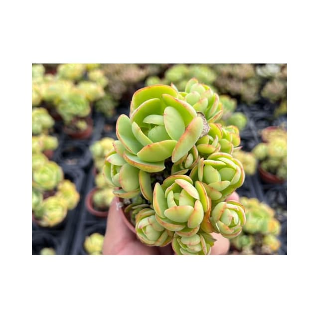 三吋盆 桃之嬌（露天老欉🌟) 多肉植物 現貨