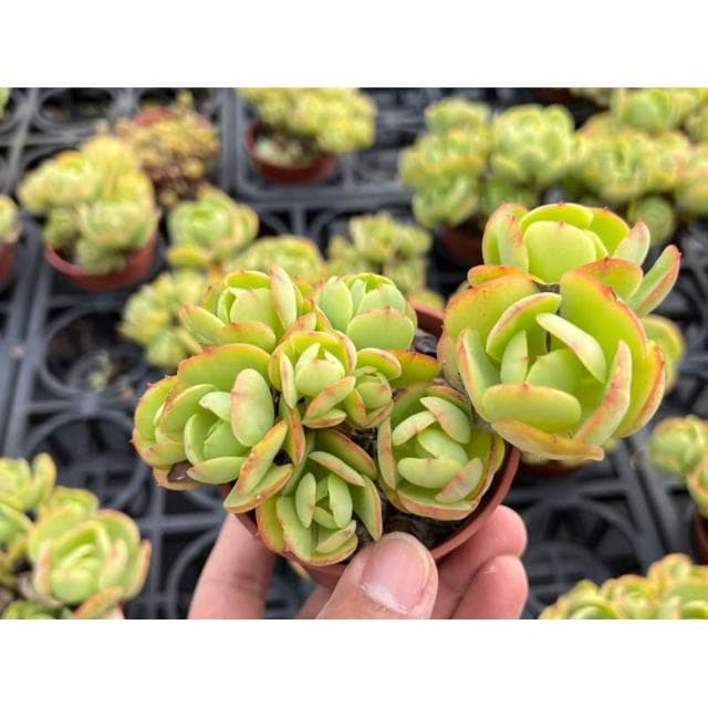三吋盆 桃之嬌（露天老欉🌟) 多肉植物 現貨