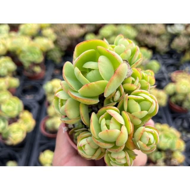 三吋盆 桃之嬌（露天老欉🌟) 多肉植物 現貨