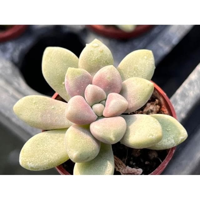一寸盆 珍珠姬秋麗 多肉植物 現貨