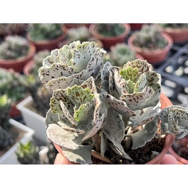三寸盆 雀扇/老樁 多肉植物 現貨
