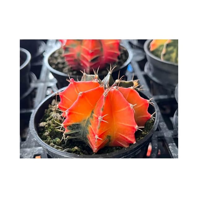 三寸盆 緋牡丹錦 仙人掌植物 現貨
