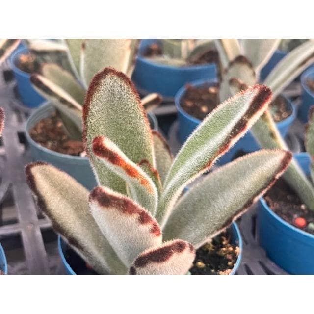 三寸盆 巨兔 多肉植物 現貨