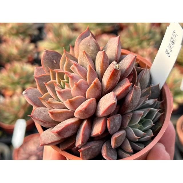 三寸盆 紅羅馬 多肉植物 現貨