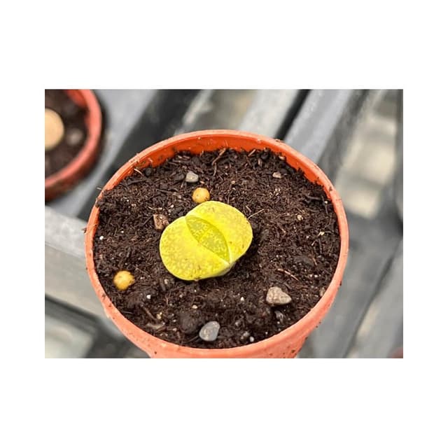 一吋盆/石頭玉 多肉植物 現貨