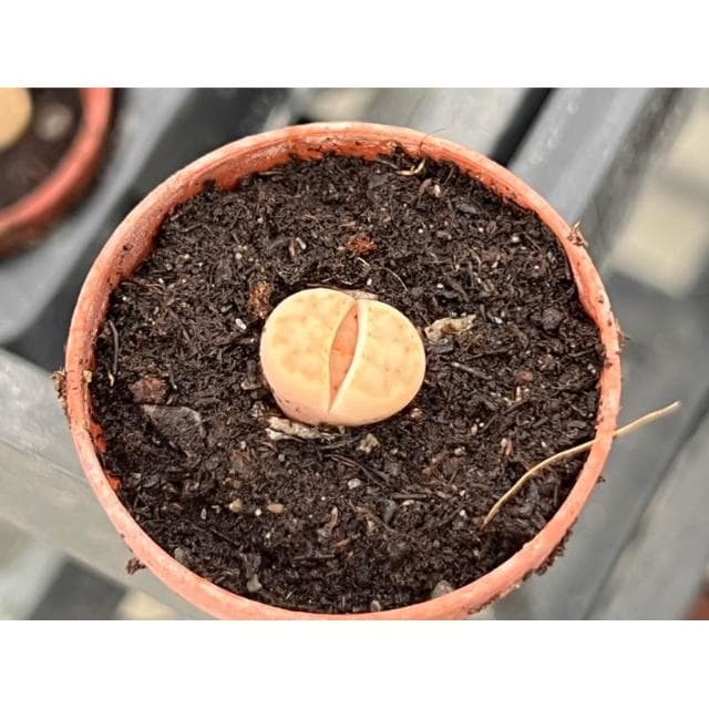 一吋盆/石頭玉 多肉植物 現貨