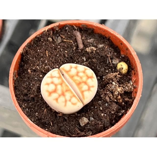 一吋盆/石頭玉 多肉植物 現貨