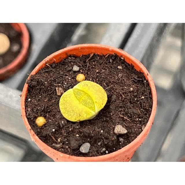 一吋盆/石頭玉 多肉植物 現貨