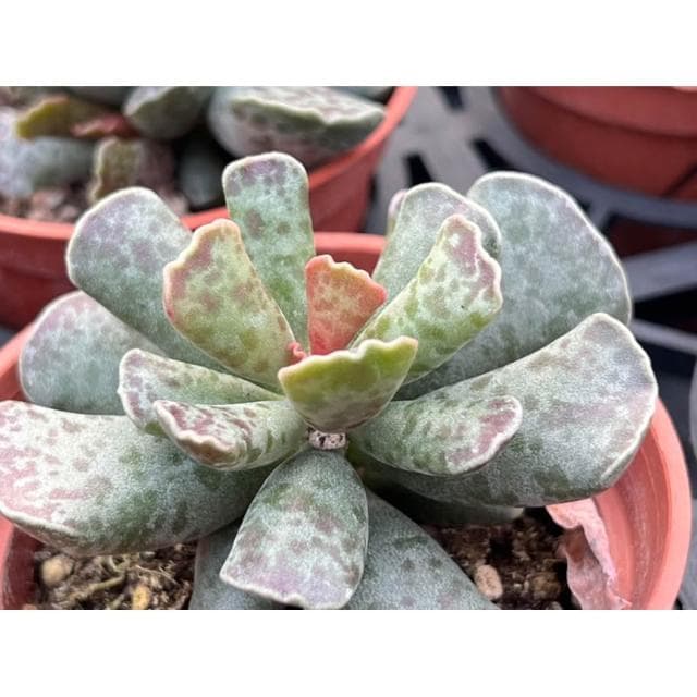三寸盆 錦凌殿 多肉植物 現貨