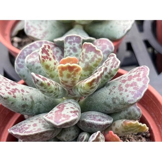 三寸盆 錦凌殿 多肉植物 現貨
