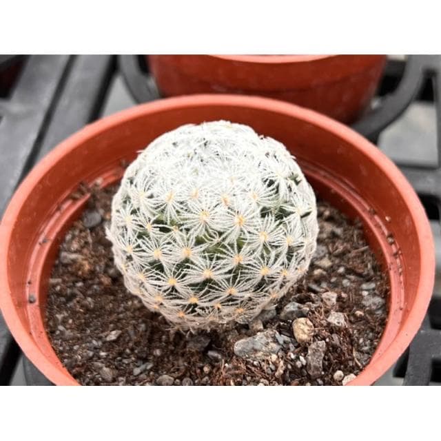 三吋盆 杜威丸 仙人掌植物 現貨