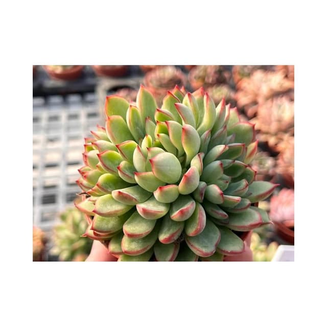 三寸盆 女雛 多肉植物 現貨