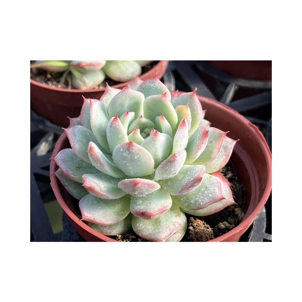三寸盆 爪玫瑰 多肉植物 現貨