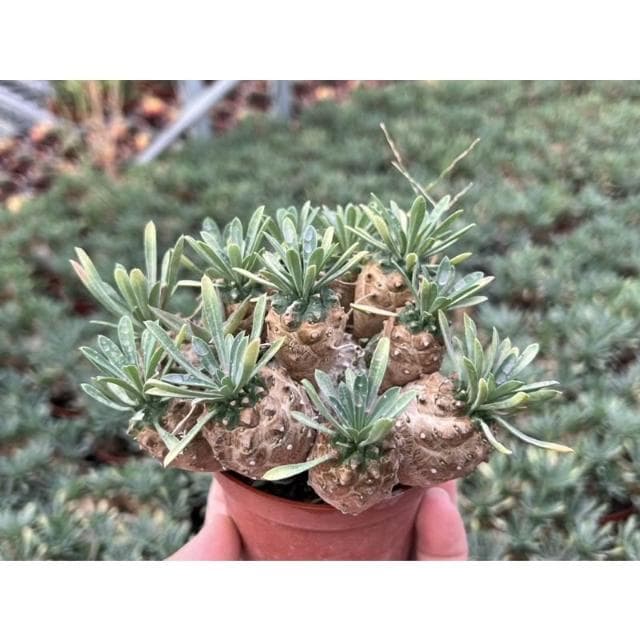 三吋盆 峨嵋山（大) 多肉 塊根植物 現貨