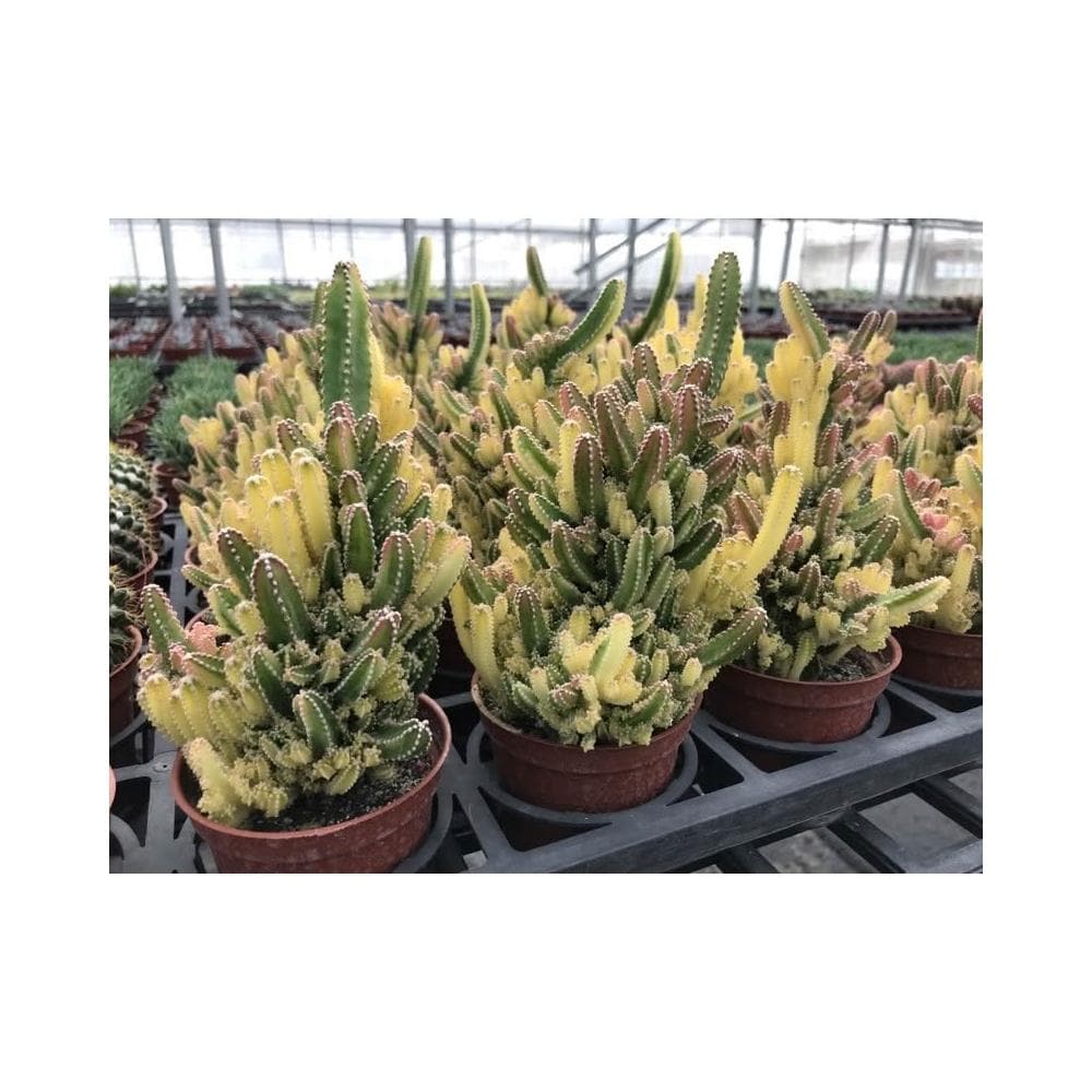 三寸盆 仙女閣錦 仙人掌 植物 現貨