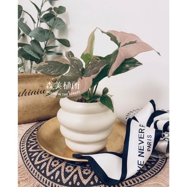 陶盆 甜甜可頌陶盆 花盆 花器 植栽 觀葉植物 多肉植物 花燭 合果芋