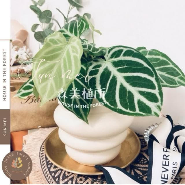 陶盆 甜甜可頌陶盆 花盆 花器 植栽 觀葉植物 多肉植物 花燭 合果芋