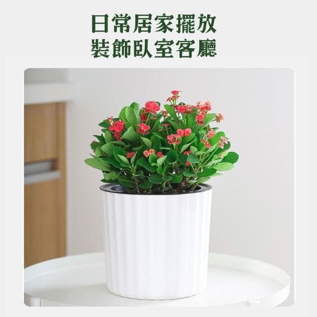 北歐波紋自動吸水花盆 懶人花盆 水培花盆 吸水花盆 盆栽容器 水耕植物花盆 園藝 花器 小花盆 塑膠花盆