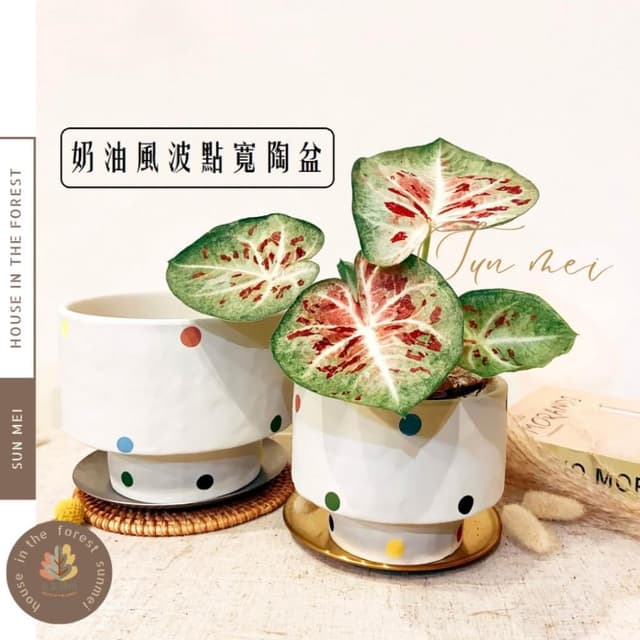 陶盆 奶油波點寬陶盆 手工釉面圓點 多肉植物專用 寬口矮胖設計 花盆 花器 盆器 居家裝飾