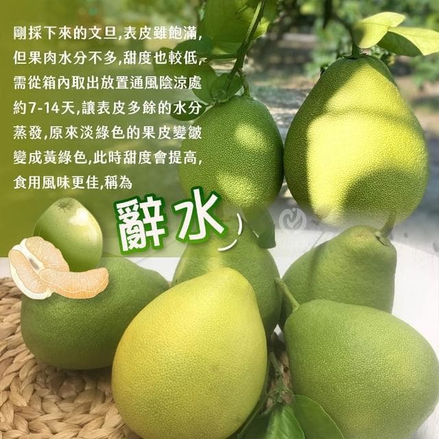 【初品果】台南麻豆老欉文旦禮盒 5斤/10斤_中元普渡 中秋送禮 禮盒首選