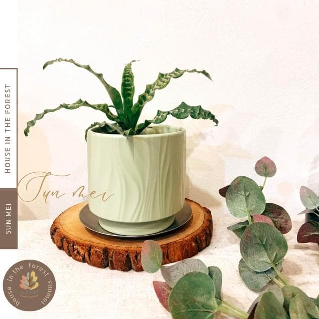 陶盆 線條陶盆 花盆 花器 盆器 多肉植物 觀葉植物 花禮 辦公室植栽 多巴胺 居家裝飾 花瓶 陶藝 室內植栽