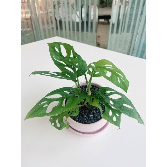 極簡風半圓盆 3吋盆 陶瓷花盆 陶瓷花器 多肉植物花盆 擺飾 居家盆栽 辦公室盆栽【HOMEDEN霍登園藝】