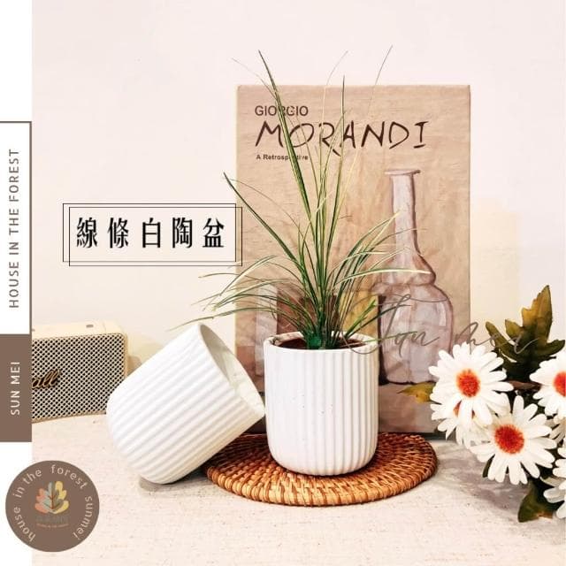陶盆 線條直筒白陶盆 極簡線條 花盆 花器 盆器 花瓶 觀葉植物 多肉植物 塊根植物 居家植栽 辦公室植栽