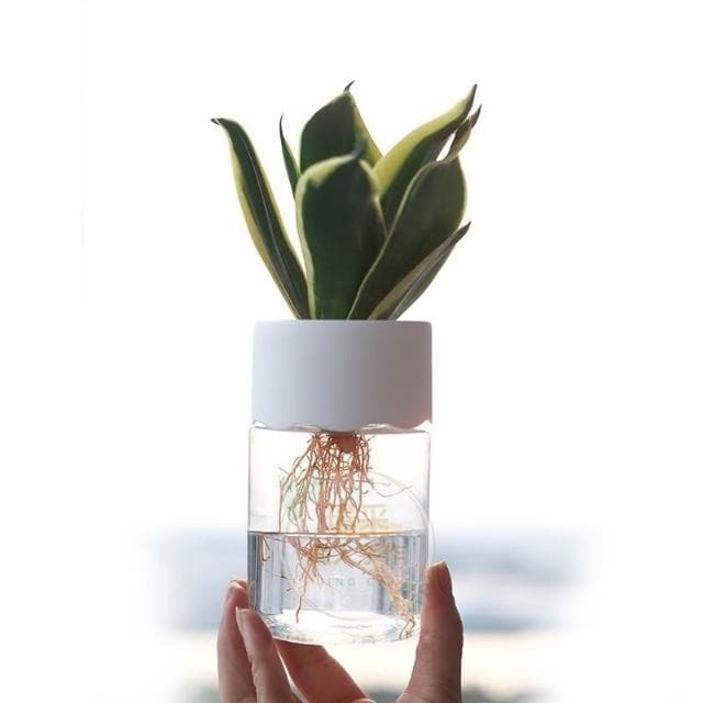 【璟采職人】水培花盆 水培盆栽 自吸水盆栽 塑膠花盆 盆栽容器 水耕花盆 樹脂花盆 盆器 水耕瓶 水培瓶 水養植物瓶 水