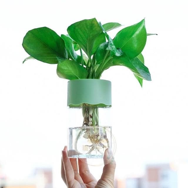 【璟采職人】水培花盆 水培盆栽 自吸水盆栽 塑膠花盆 盆栽容器 水耕花盆 樹脂花盆 盆器 水耕瓶 水培瓶 水養植物瓶 水