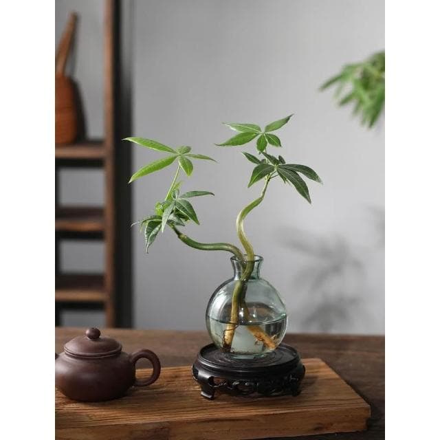 发财树小盆栽花卉水培植物客厅桌面绿植室内四季招财树办公室好养