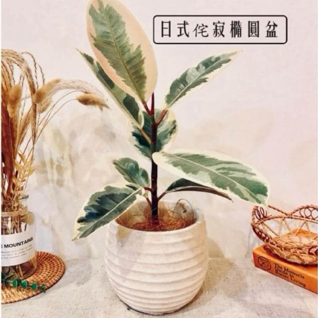 陶盆 日式侘寂橢圓盆 花器 花瓶 盆器 居家布置 居家裝飾 植物 植栽 觀葉 居家植物
