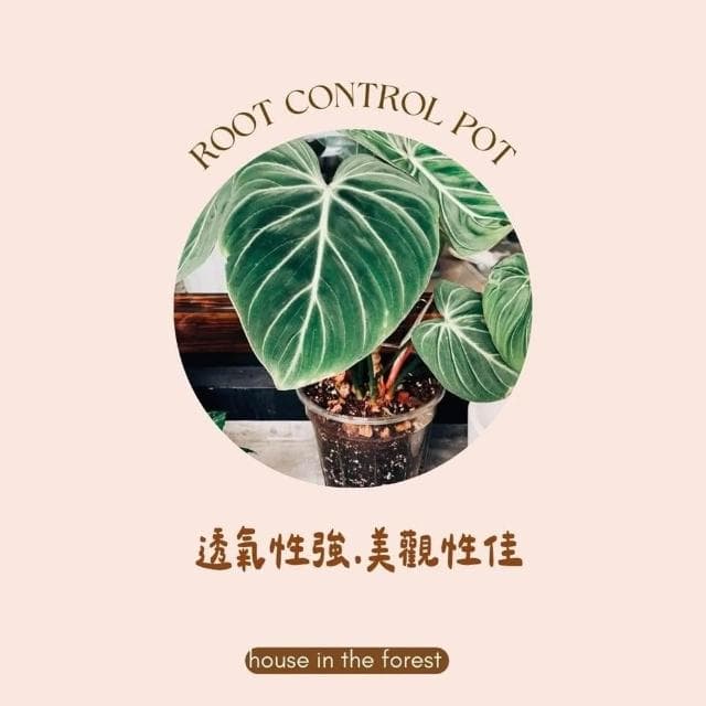 透氣盆 硬式植物控根盆  透氣盆 盆栽 換盆神器  穩根花盆  透明/茶色PVC