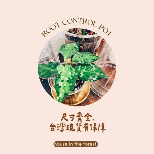 透氣盆 硬式植物控根盆  透氣盆 盆栽 換盆神器  穩根花盆  透明/茶色PVC