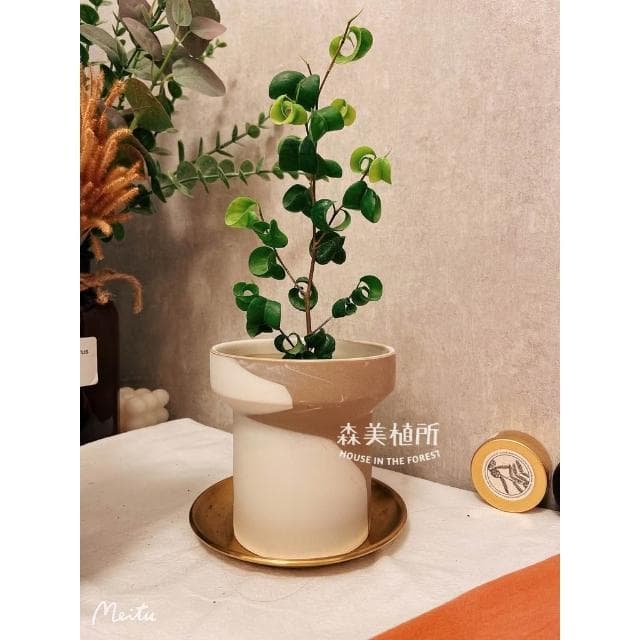 陶盆 韓系INS混色陶盆 觀葉盆 陶燒盆 觀葉植物 辦公室盆栽