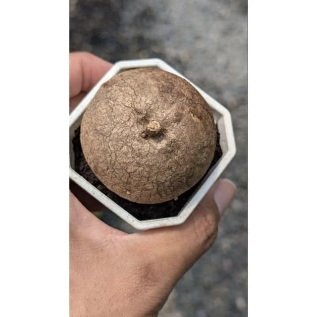 開心農元-觀葉植物- 特選植株！！ 圓葉山烏龜 🐢🐢🐢🐢🐢 塊根植物