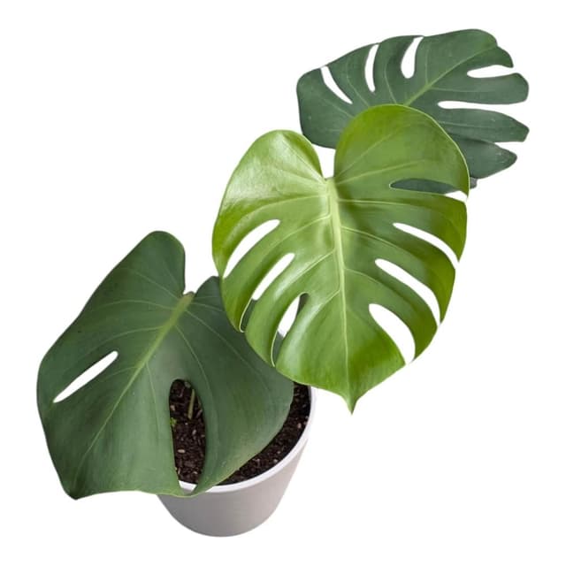 開心農元 觀葉植物 龜背芋 白色盆栽