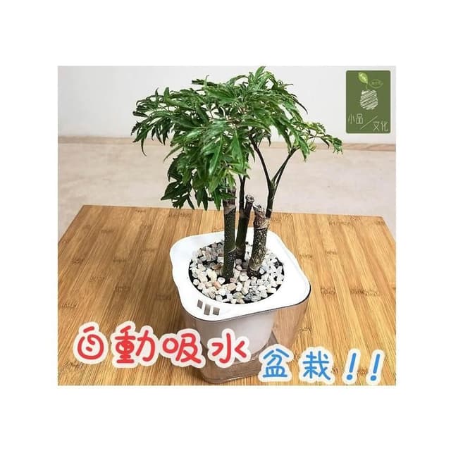 【小品文化】羽葉福祿桐【現貨】4吋透明懶人盆栽 加水更方便 觀葉植物 自動吸水 水培 創意花盆 居家辦公盆花
