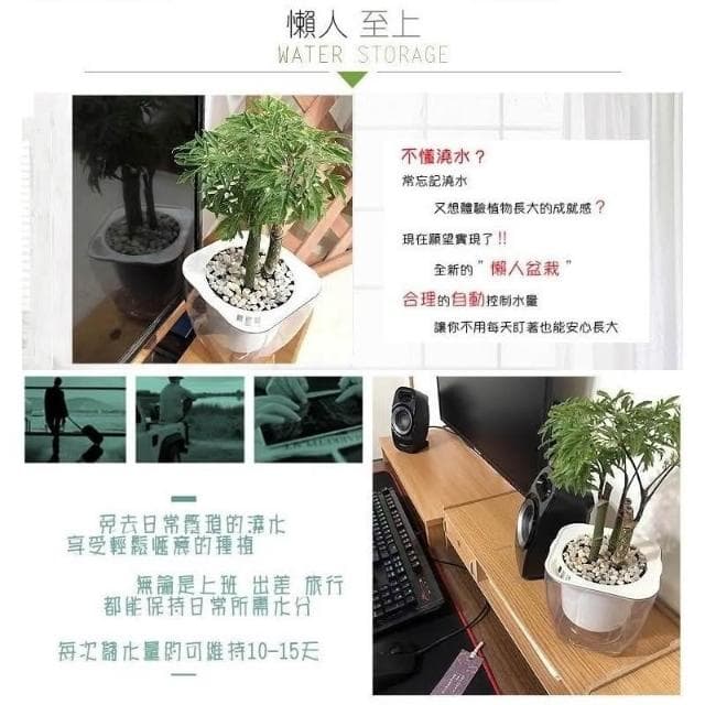 【小品文化】羽葉福祿桐【現貨】4吋透明懶人盆栽 加水更方便 觀葉植物 自動吸水 水培 創意花盆 居家辦公盆花