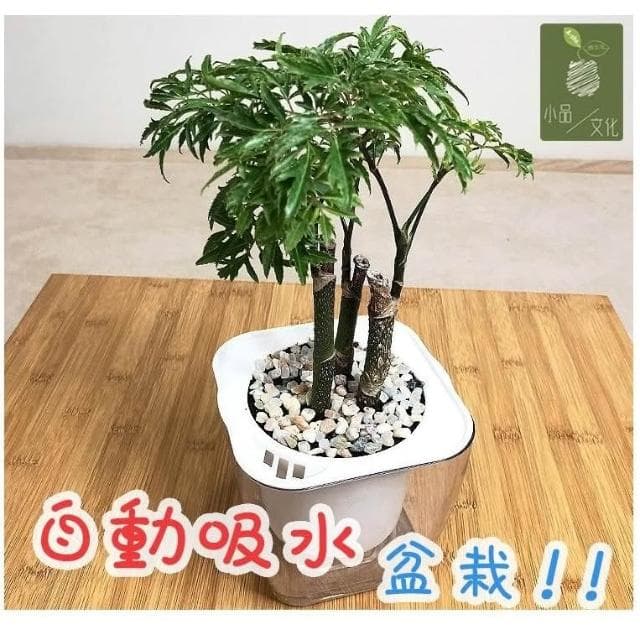 【小品文化】羽葉福祿桐【現貨】4吋透明懶人盆栽 加水更方便 觀葉植物 自動吸水 水培 創意花盆 居家辦公盆花