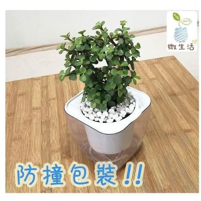 【小品文化】銀杏木【現貨】4吋透明懶人盆栽 加水更方便 觀葉植物 自動吸水 水培 創意花盆 居家辦公盆花 種子