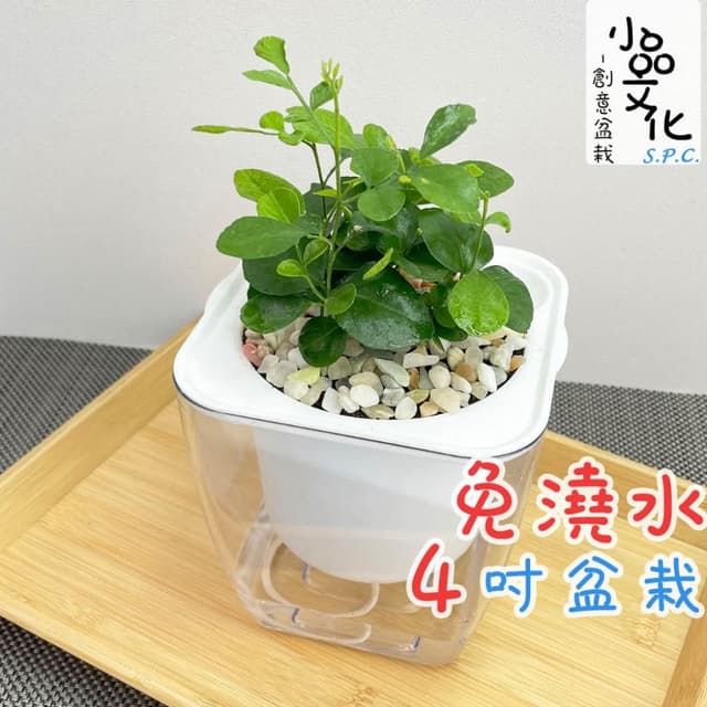【小品文化】七里香【現貨】4吋透明懶人盆栽 加水更方便 觀葉植物 室內植物 自動吸水 水培 創意花盆 居家辦公盆花