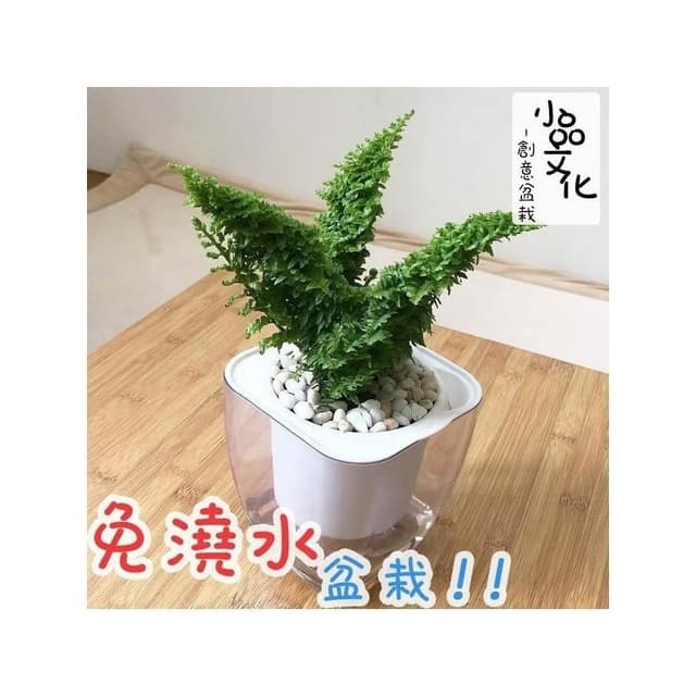 【小品文化】密葉波士頓腎蕨【現貨】4吋透明免澆水懶人盆栽 空氣淨化 加水更方便 觀葉植物 創意花盆 居家辦公盆花 種子