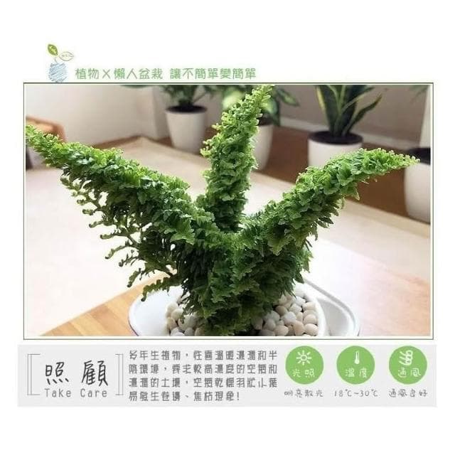 【小品文化】密葉波士頓腎蕨【現貨】4吋透明免澆水懶人盆栽 空氣淨化 加水更方便 觀葉植物 創意花盆 居家辦公盆花 種子