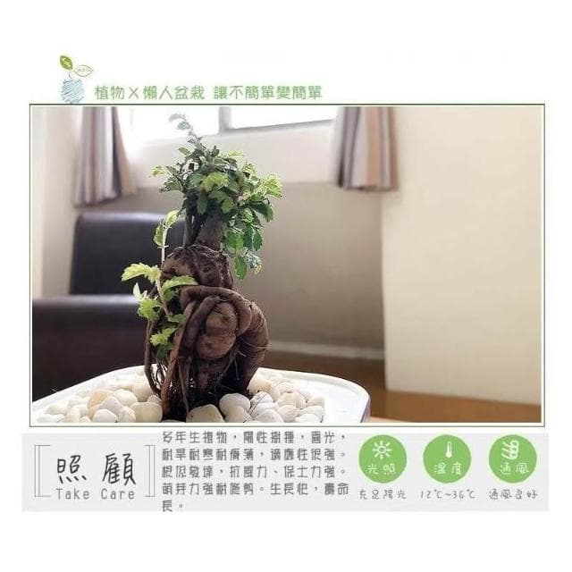 【小品文化】榆樹【現貨】4吋透明懶人盆栽 加水更方便 觀葉植物 陽台植物 自動吸水 水培 創意花盆 居家辦公盆花 種子