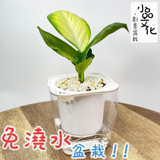 【小品文化】瑪莉安粉黛【現貨】4吋透明免澆水盆栽 懶人盆栽 觀葉植物 室內植物 自動吸水 創意花盆 居家辦公盆花