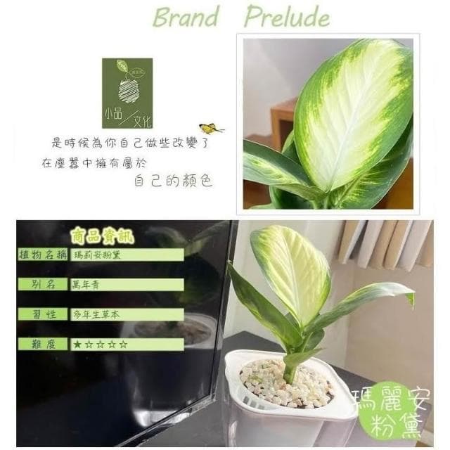 【小品文化】瑪莉安粉黛【現貨】4吋透明免澆水盆栽 懶人盆栽 觀葉植物 室內植物 自動吸水 創意花盆 居家辦公盆花