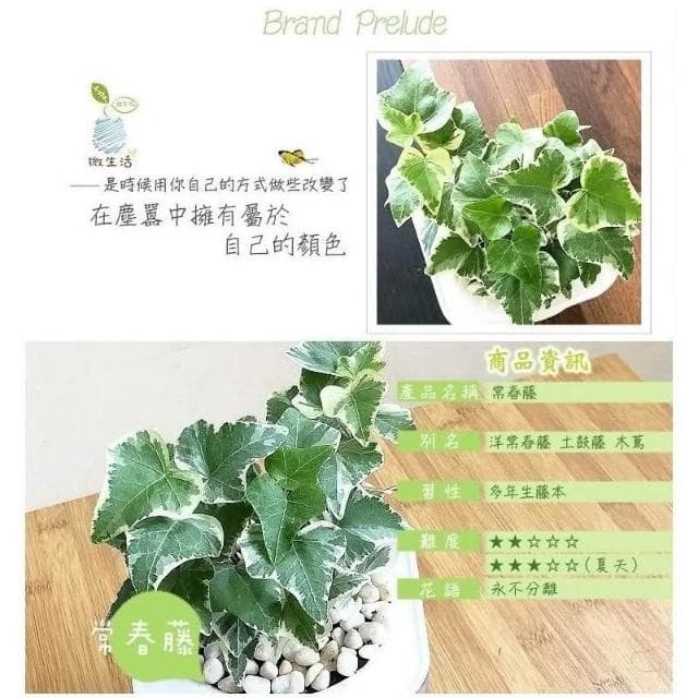 【小品文化】常春藤【現貨】4吋透明懶人盆栽 加水更方便 觀葉植物 室內植物 自動吸水 空氣淨化 創意花盆 居家辦公盆花
