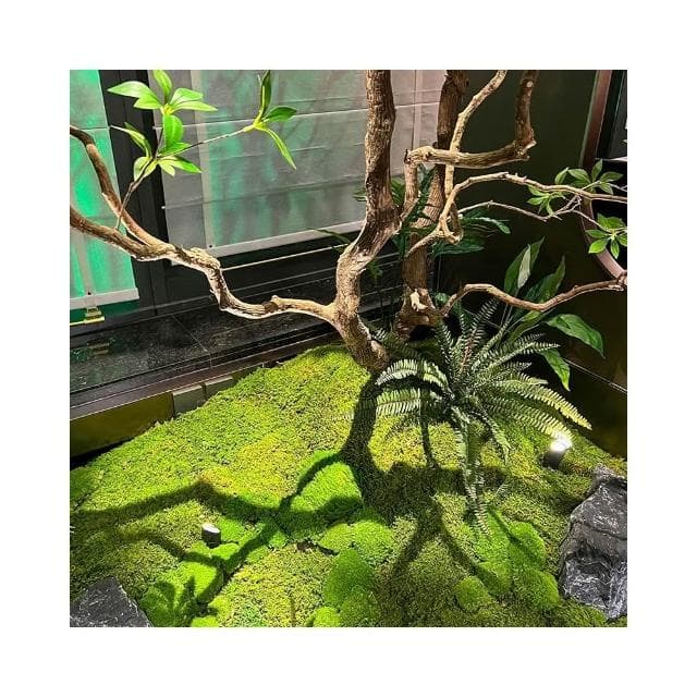 精品馬醉木 綠植造景 櫥窗植物 室內真榕樹 裝飾樹 大型假樹 簡約景觀